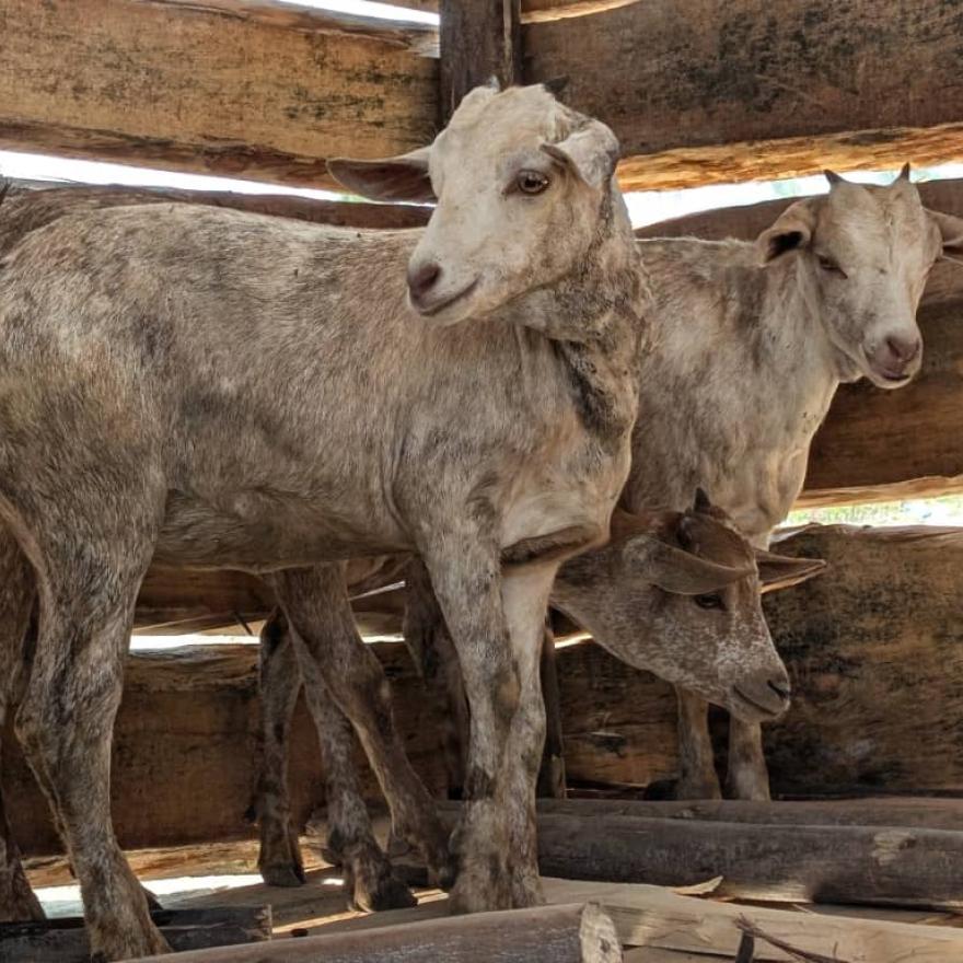 Lights, fruit stands and goats!