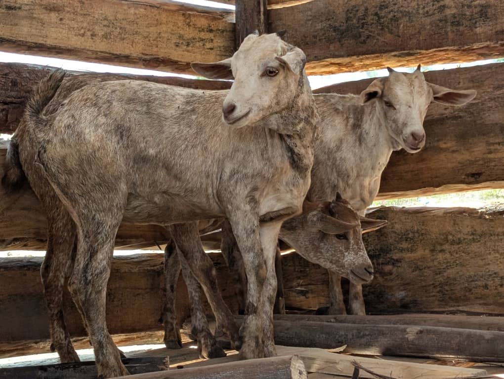 Lights, fruit stands and goats!